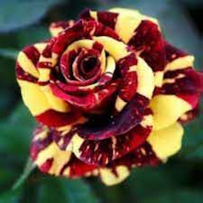 Black MulColor Rose Flower Seeds for Planting Cottage Garden Essential Heirloom & GMO Free Seeds for Home Garden
 
 Sale for planting in home garden