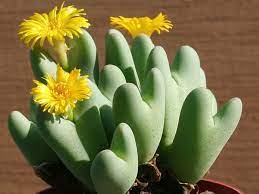 Conophytum Bilobum Cactus Seeds for Planting - Wildflower Mix, Heirloom & GMO Free Seeds for Home Garden
 
 Sale seeds for home garden