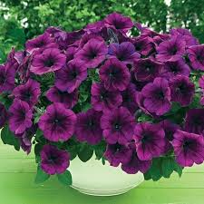 Purple Trailing Petunia Flower seeds for Planting - Seasonal Bloomer, Heirloom & GMO Free Seeds for Home Garden
 
 Sale for planting in home garden.