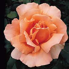 Orange Joey Hybrid Tea Rose Flower seeds for Planting - Cut Flower Favorite, Heirloom & GMO Free Seeds for Home Garden
 
 Sale seeds for home garden