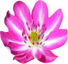 Pink White Nolilis Flower seeds for Planting - Cut Flower Favorite, Heirloom & GMO Free Seeds for Home Garden
 
 Sale seeds for planting in home garden