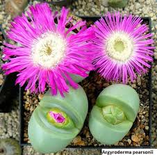 Pink Argyroderma Flower seeds for Planting - Garden Favorite, Heirloom & GMO Free Seeds for Home Garden
 
 Sale seeds for planting in home garden