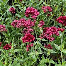 Red Valerian Centranthus Ruber Seeds – Heirloom Non-GMO Compact Flowering Seeds for Garden Planting
 
 Sale seeds for home garden