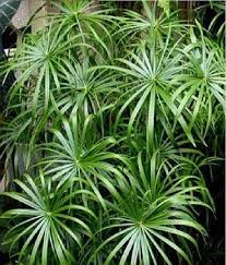 Green Cyperus Alternifolius Flower seeds for Planting - Cut Flower Favorite, Heirloom & GMO Free Seeds for Home Garden
 
 Sale seeds for home garden