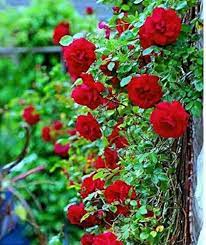 Red Climbing Rose Flower seeds for Planting - Drought Tolerant, Heirloom & GMO Free Seeds for Home Garden
 
 Sale seeds for planting in home garden