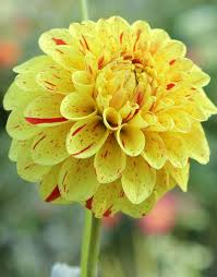 Yellow Pompon Dahlia Flower Seeds for Planting – Heirloom, Non-GMO, Garden Favorite Seeds
 
 Sale for planting in home garden.
