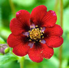 Red Potentilla Atrosanguinea Flower seeds for Planting - Compact Growth, Heirloom & GMO Free Seeds for Home Garden
 
 Sale seeds for planting in home garden