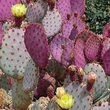 Pink Opuntia Chlorotica Flower seeds for Planting - Wildflower Mix, Heirloom & GMO Free Seeds for Home Garden
 
 Sale seeds for home garden