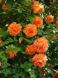 Orange Climbing Rose Flower seeds for Planting - Pollinator Friendly, Heirloom & GMO Free Seeds for Home Garden
 
 Sale seeds for planting in home garden