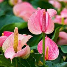 Pink Anthurium Andraeanum Flower Seeds for Planting – Heirloom, Non-GMO, Long Bloom, High Germination
 
 Sale seeds for home garden
