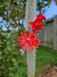 Monkey Tail Cactus Seeds Flower seeds for Planting - Low Maintenance, Heirloom & GMO Free Seeds for Home Garden
 
 Sale seeds for home garden