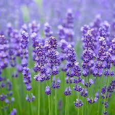 Purple Lavender Flower seeds for Planting Drought Tolerant Heirloom & GMO Free Seeds for Home Garden
 
 Sale seeds for home garden planting
