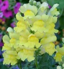 Light Yellow Sweet Pea Flower Seeds for Planting – Heirloom NonGMO High Germination Organic Garden Seeds for Cottage Garden Blooms
 
 Sale for planting in home garden