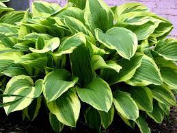 Green Hosta Flower seeds for Planting - Long Bloom Season, Heirloom & GMO Free Seeds for Home Garden
 
 Sale seeds for planting in home garden