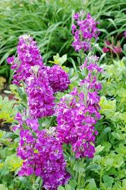 Purple Matthiola Incana Flower Seeds for Planting – Heirloom, Non-GMO, Fragrant Garden Seeds
 
 Sale for planting in home garden.
