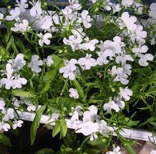 Lobelia Pendula White Lady Cascade Flower seeds for Planting - Long Bloom Season, Heirloom & GMO Free Seeds for Home Garden
 
 Sale seeds for home garden
