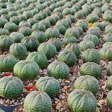 Green Euphorbia Obesa Flower seeds for Planting - Perfect for Borders, Heirloom & GMO Free Seeds for Home Garden
 
 Sale seeds for home garden