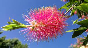 Pink Brush Callistemon Flower seeds for Planting - Pollinator Friendly, Heirloom & GMO Free Seeds for Home Garden
 
 Sale seeds for home garden