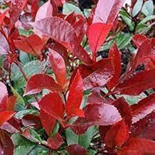 Photinia Serrulata Flower seeds for Planting - Cut Flower Favorite, Heirloom & GMO Free Seeds for Home Garden
 
 Sale seeds for planting in home garden