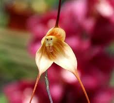 Brown Monkey Orchid Flower seeds for Planting - Hardy Variety, Heirloom & GMO Free Seeds for Home Garden
 
 Sale for planting in home garden