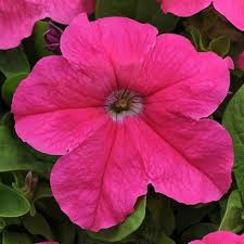 Cerise Pink Petunia Flower seeds for Planting - Seasonal Bloomer, Heirloom & GMO Free Seeds for Home Garden
 
 Sale seeds for home garden