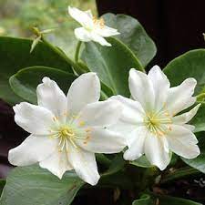 White Nevada Lewisia Flower seeds for Planting - Easy to Grow, Heirloom & GMO Free Seeds for Home Garden
 
 Sale for planting in home garden.