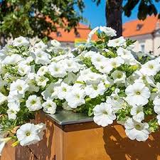White Petunia Wave Flower seeds for Planting - Bright Blooms, Heirloom & GMO Free Seeds for Home Garden
 
 Sale seeds for home garden