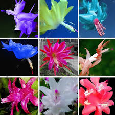 Mixed Zygocactus Truncatus Flower seeds for Planting - Cut Flower Favorite, Heirloom & GMO Free Seeds for Home Garden
 
 Sale seeds for home garden