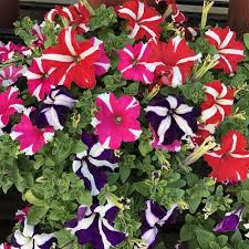 Multi-Colour Starry Petunia Flower seeds for Planting - Pollinator Friendly, Heirloom & GMO Free Seeds for Home Garden
 
 Sale seeds for home garden