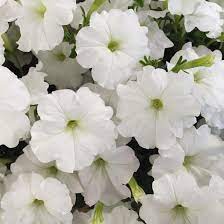 White Petunia Flower seeds for Planting - Garden Favorite, Heirloom & GMO Free Seeds for Home Garden
 
 Sale seeds for planting in home garden