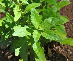 Epazote Dysphania Ambrosioides Seeds – Heirloom Non-GMO Herb for Easy Home Garden Planting
 
 Sale seeds for home garden