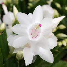 White Schlumbergera Flower seeds for Planting - Seasonal Bloomer, Heirloom & GMO Free Seeds for Home Garden
 
 Sale seeds for home garden