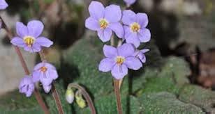 Ramonda Myconi Flower seeds for Planting - Low Maintenance, Heirloom & GMO Free Seeds for Home Garden
 
 Sale for planting in home garden.