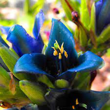 Blue Puya Alpestris Flower seeds for Planting - Low Maintenance, Heirloom & GMO Free Seeds for Home Garden
 
 Sale seeds for planting in home garden