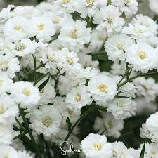 White Ptarmica Flower seeds for Planting - Vibrant Colors, Heirloom & GMO Free Seeds for Home Garden
 
 Sale for planting in home garden.