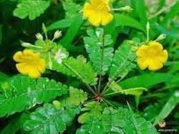 Biophytum Flower seeds for Planting - Garden Favorite, Heirloom & GMO Free Seeds for Home Garden
 
 Sale seeds for home garden