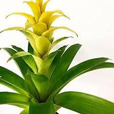 Yellow Bromeliad Tillandsia Flower seeds for Planting - Cut Flower Favorite, Heirloom & GMO Free Seeds for Home Garden
 
 Sale seeds for home garden