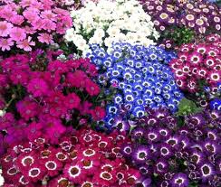 Mixed Color Florist's Cineraria Flower Seeds Easy to Grow Heirloom NonGMO Organic Garden Seeds for Planting
 
 Sale for planting in home garden