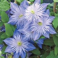 Sky Blue Clematis Flower Seeds for Planting – Heirloom NonGMO High Germination Organic Garden Seeds for DroughtTolerant Vines
 
 Sale for planting in home garden