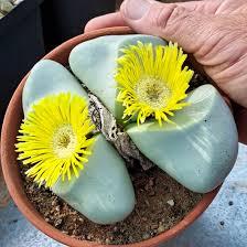 Argyroderma Succulent Seeds For Planting