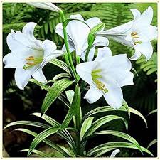 Lilium Regale Flower seeds for Planting - Sun Loving, Heirloom & GMO Free Seeds for Home Garden
 
 Sale for planting in home garden