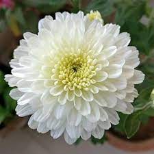 White Chrysanthemum Flower seeds for Planting - Sun Loving, Heirloom & GMO Free Seeds for Home Garden
 
 Sale seeds for home garden