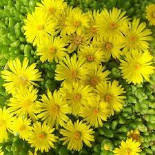 Yellow Delosperma Nubigenum or Ice Plant Flower seeds for Planting - Cottage Garden Essential, Heirloom & GMO Free Seeds for Home Garden
 
 Sale seeds for home garden