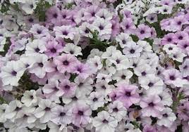 Petunia Tidal Wave Silver Flower seeds for Planting - Seasonal Bloomer, Heirloom & GMO Free Seeds for Home Garden
 
 Sale seeds for home garden