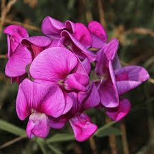 Violet Lathyrus Odoratus Flower seeds for Planting - Shade Tolerant, Heirloom & GMO Free Seeds for Home Garden
 
 Sale for planting in home garden.