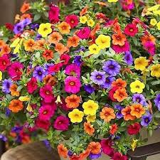 Mixed Hanging Petunia Flower seeds for Planting - Cottage Garden Essential, Heirloom & GMO Free Seeds for Home Garden
 
 Sale seeds for home garden