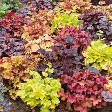 Mixed Heuchera Micrantha Flower seeds for Planting - Colorful Display, Heirloom & GMO Free Seeds for Home Garden
 
 Sale seeds for home garden