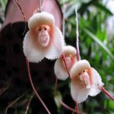 Monkey Face Light Pink Orchids Flower seeds for Planting - Hardy Variety, Heirloom & GMO Free Seeds for Home Garden
 
 Sale seeds for home garden