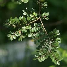 Green Eucalyptus Parvifolia Flower seeds for Planting - Sun Loving, Heirloom & GMO Free Seeds for Home Garden
 
 Sale seeds for home garden