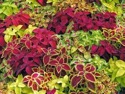 Mix Coleus Canina Flower seeds for Planting - Cottage Garden Essential, Heirloom & GMO Free Seeds for Home Garden
 
 Sale seeds for home garden